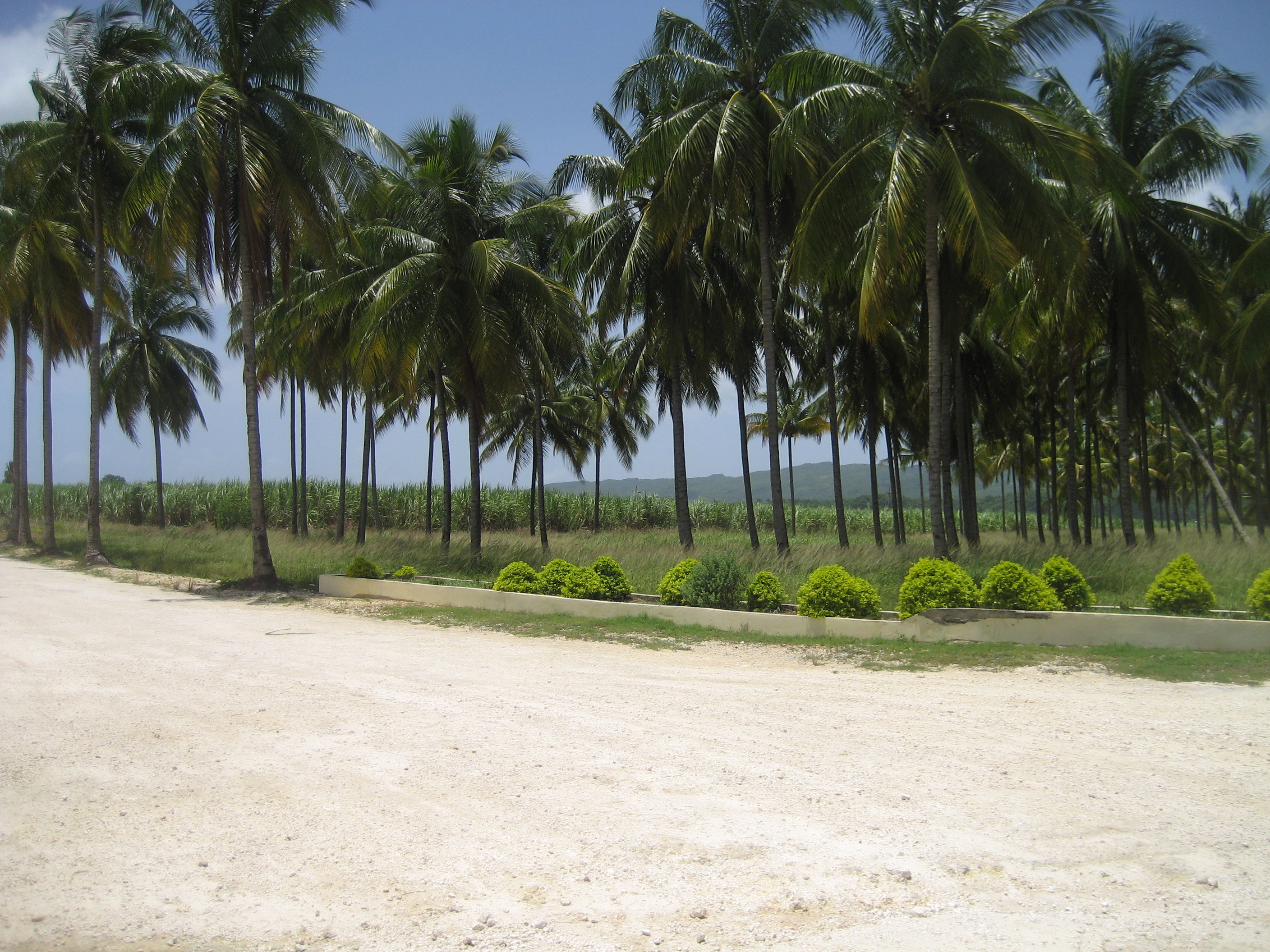 Rum Ron Rhum Detti Spiriti